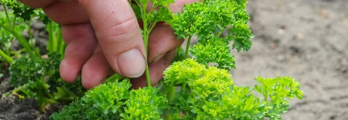 Hand erntet Petersilie